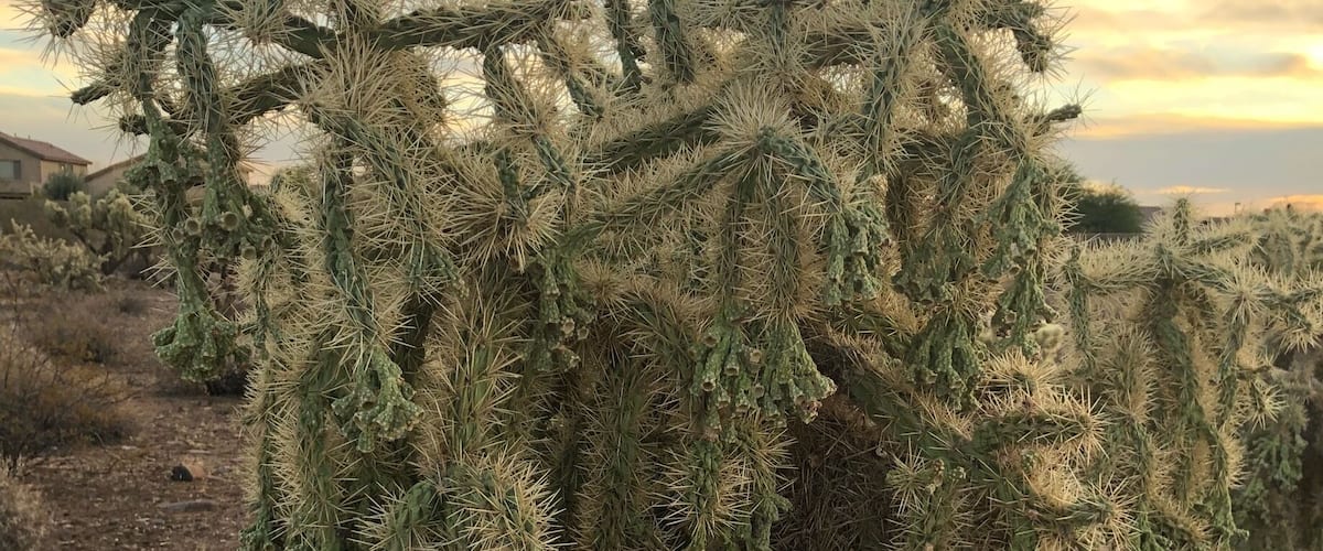 Groovy tree on the trail