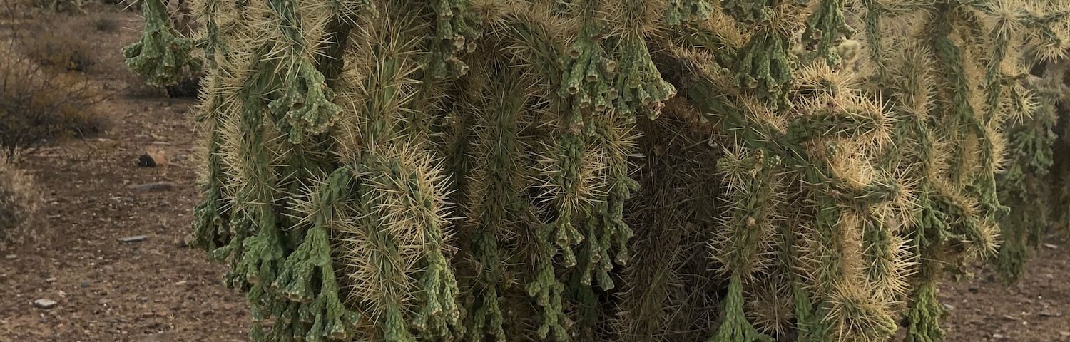 Groovy tree on the trail