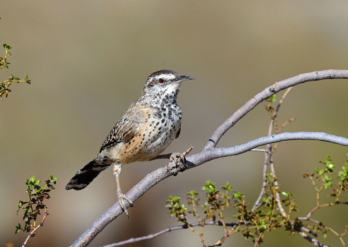 The state bird of Arizona this Cactus Wren was very social and gave us great views. It is larger than the wrens I am used to seeing in Illinois. 