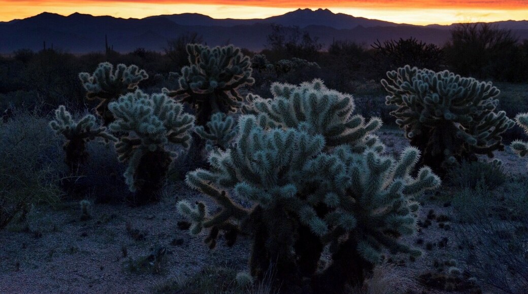 Morning light in the Tonto National Forest #Adventure
