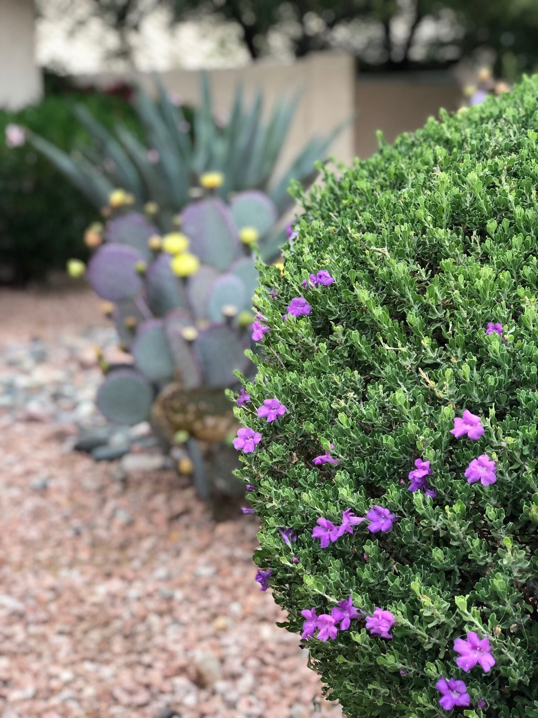 Sage bush in bloom with beautiful purple flowers