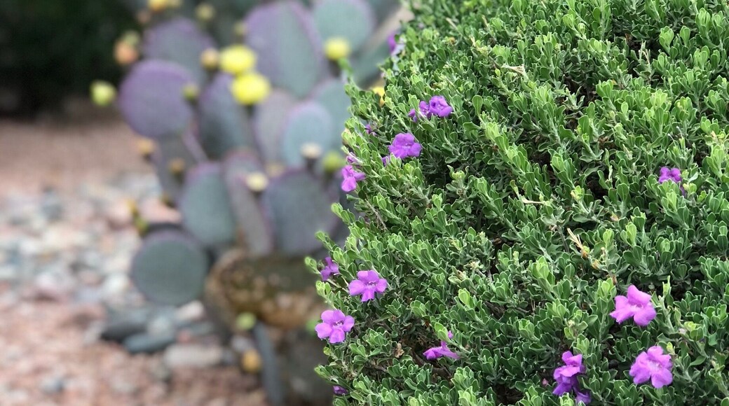 Sage bush in bloom with beautiful purple flowers