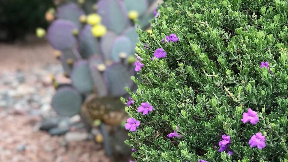 Sage bush in bloom with beautiful purple flowers