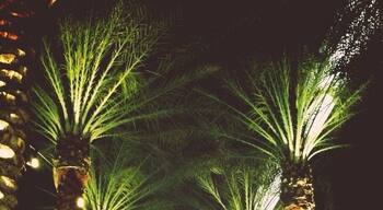Love the palm trees surrounding this shopping area. Very exotic and elegant.