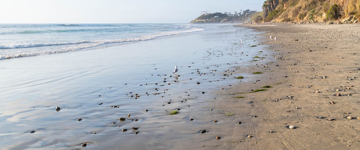 A sandy beach with scattered rocks and seaweed, a calm sea, and a cliff with vegetation and palm trees.