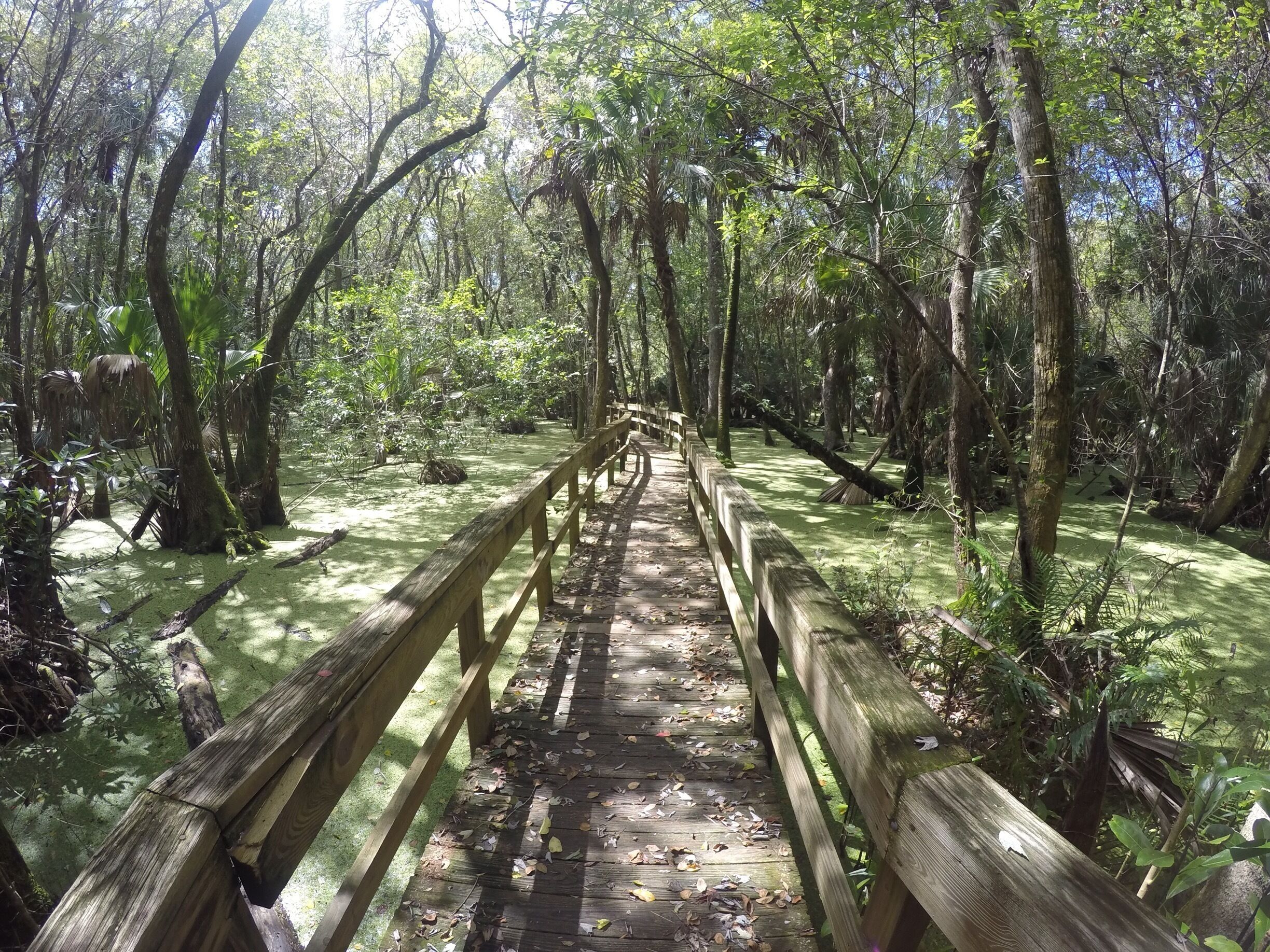 I was attacked by a butterfly. It was big and yellow. 