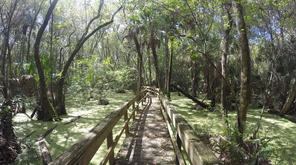 I was attacked by a butterfly. It was big and yellow.