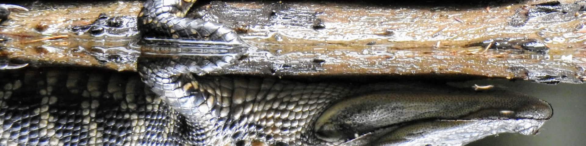 A juvenile American Alligator (Alligator mississippiensis) and its reflection on the cypress swamp in Highland's Hammock State Park.