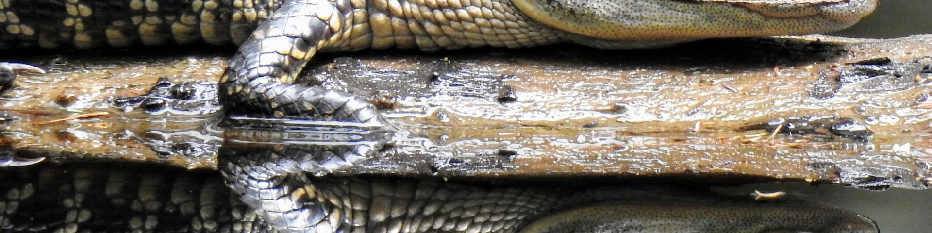 A juvenile American Alligator (Alligator mississippiensis) and its reflection on the cypress swamp in Highland's Hammock State Park.