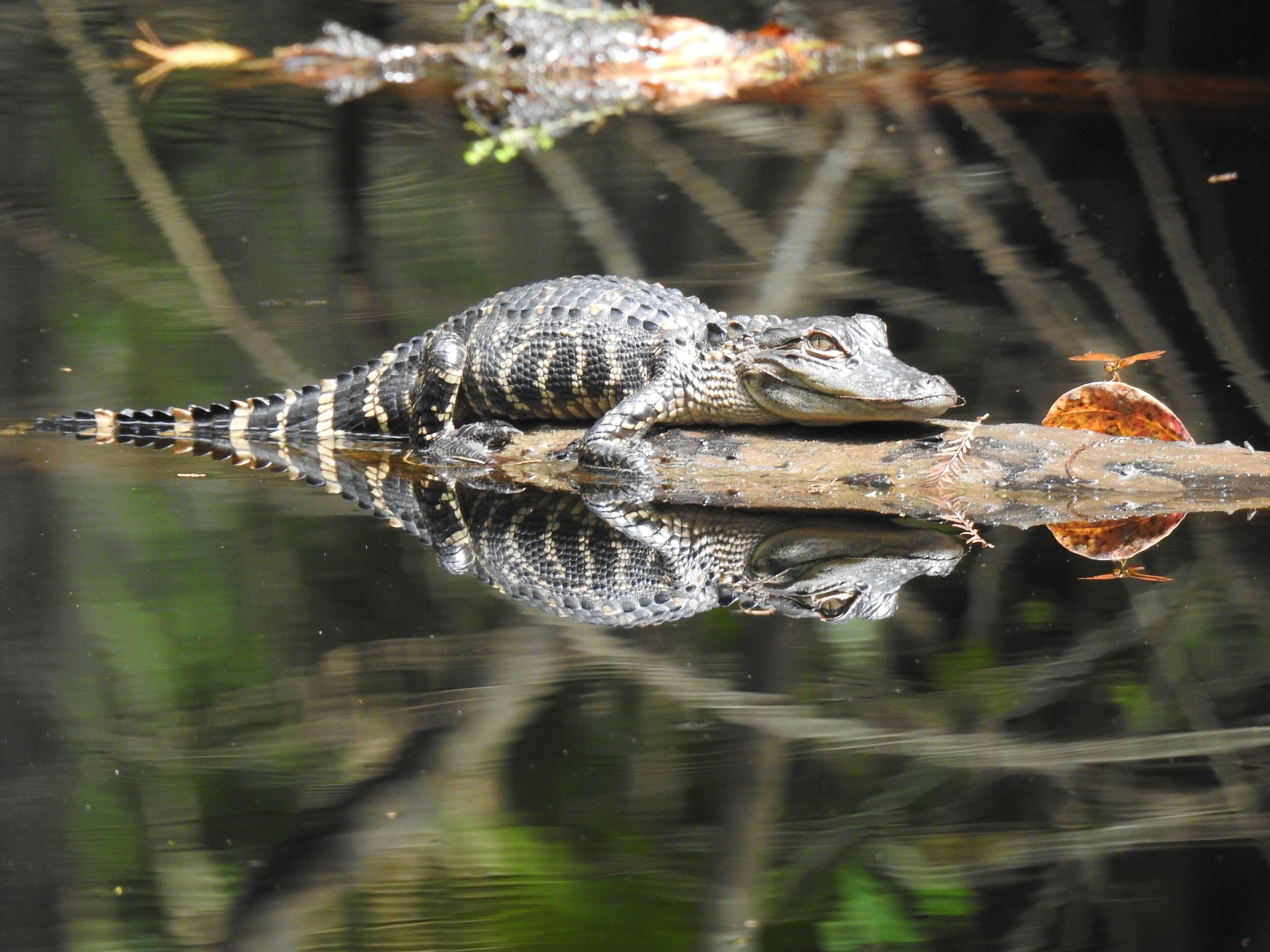 An alligator and a dragonfly soaking up the sun.