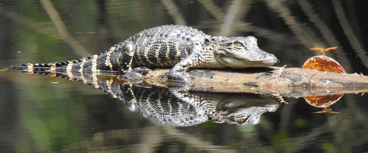 An alligator and a dragonfly soaking up the sun.