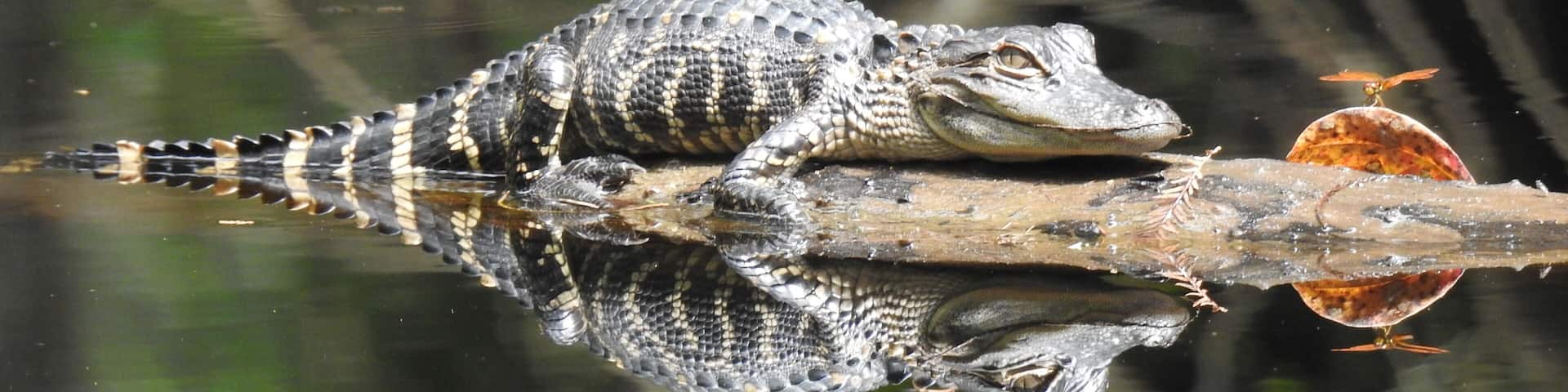 An alligator and a dragonfly soaking up the sun.
