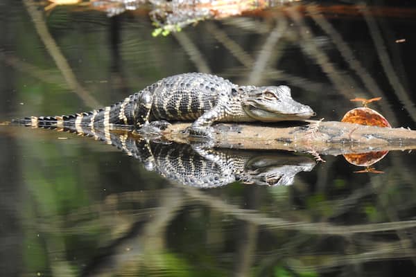 An alligator and a dragonfly soaking up the sun.