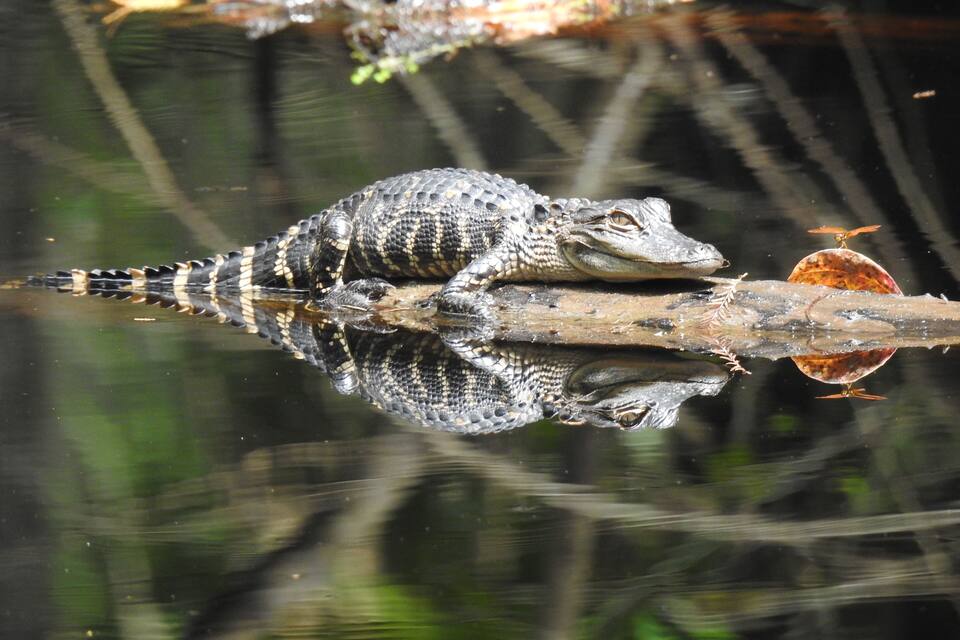 Un cocodrilo descansando sobre un tronco en una zona pantanosa con reflejos de agua.