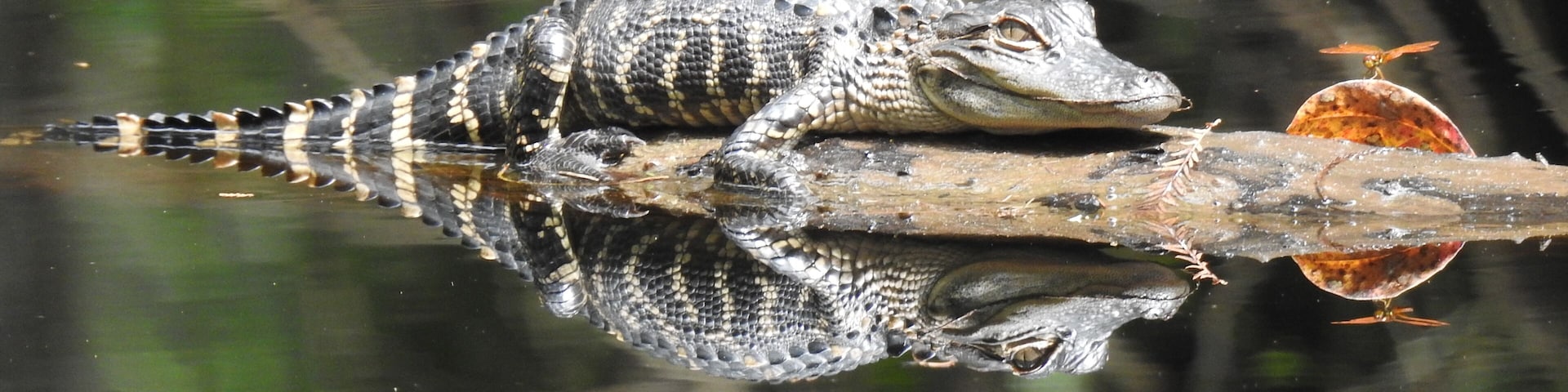 An alligator and a dragonfly soaking up the sun.