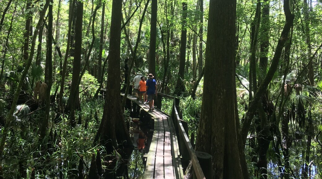 one of the boardwalk trails through the cypress swamps in Highlands Hammock State Park... nice camping ground in the park #green
https://www.floridastateparks.org/park/highlands-hammock