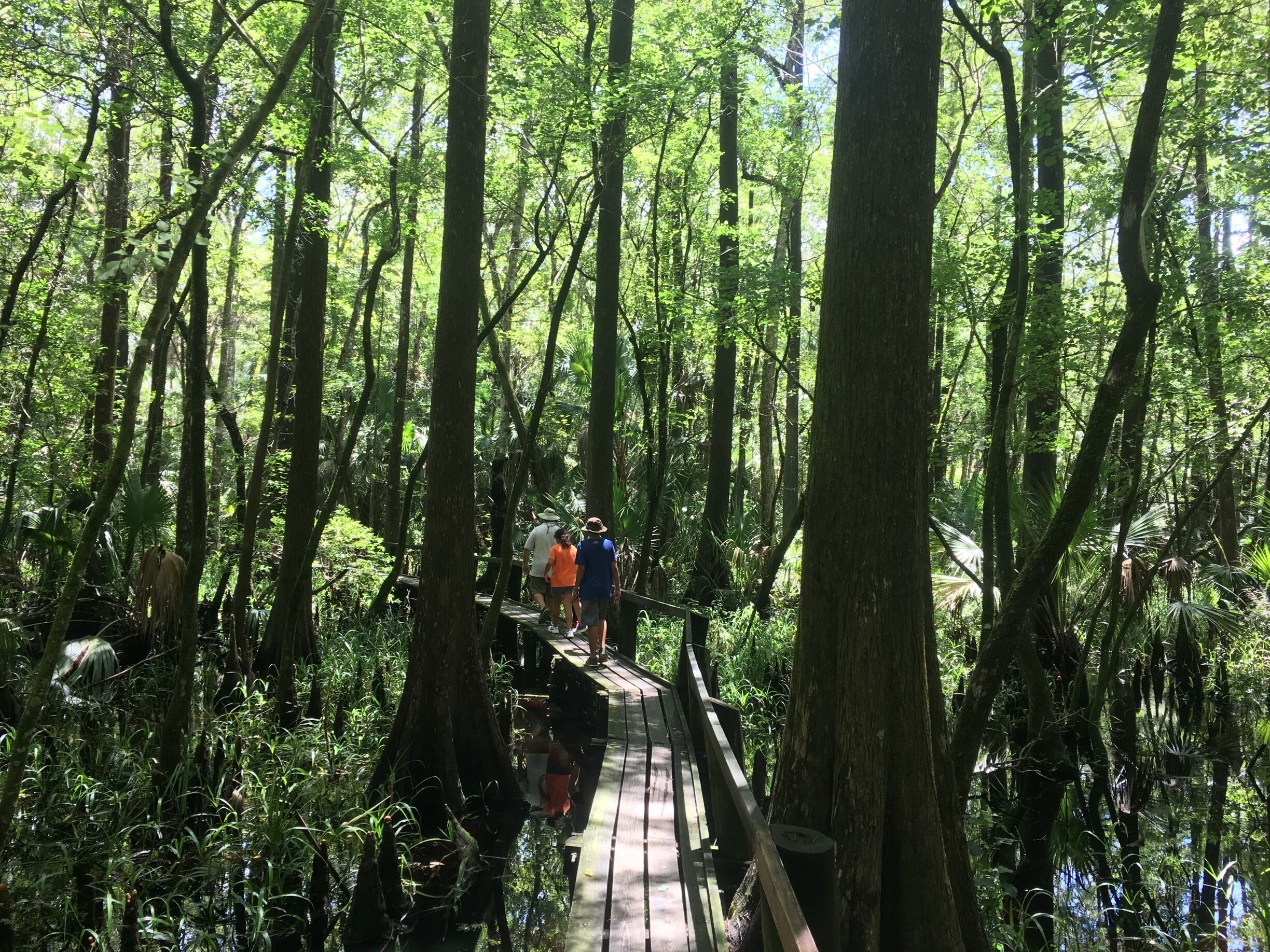 A wooden boardwalk through a dense forest with tall trees and lush greenery.