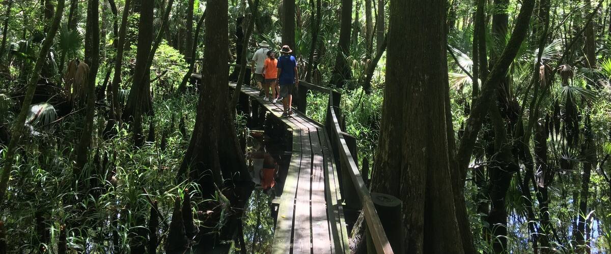 A wooden boardwalk through a dense forest with tall trees and lush greenery.