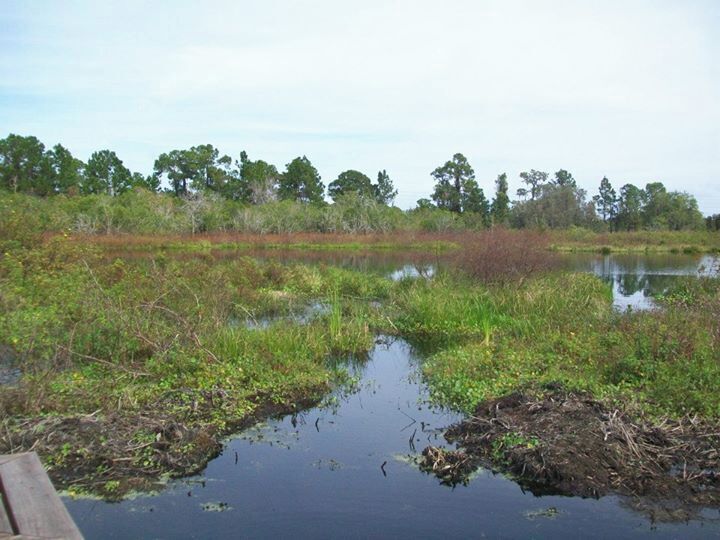 A wetland with water, vegetation, and trees in the background.