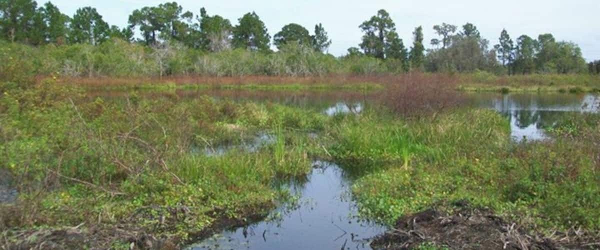 A wetland with water, vegetation, and trees in the background.