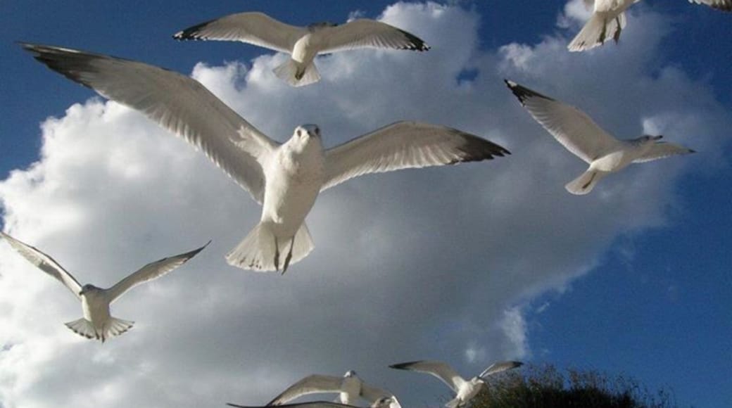 Gulls flying overhead, taking over airways at Veterans Beach.