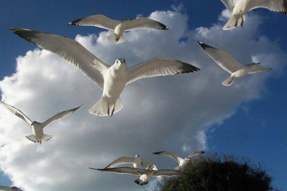 Seagulls flying against a blue sky with clouds.