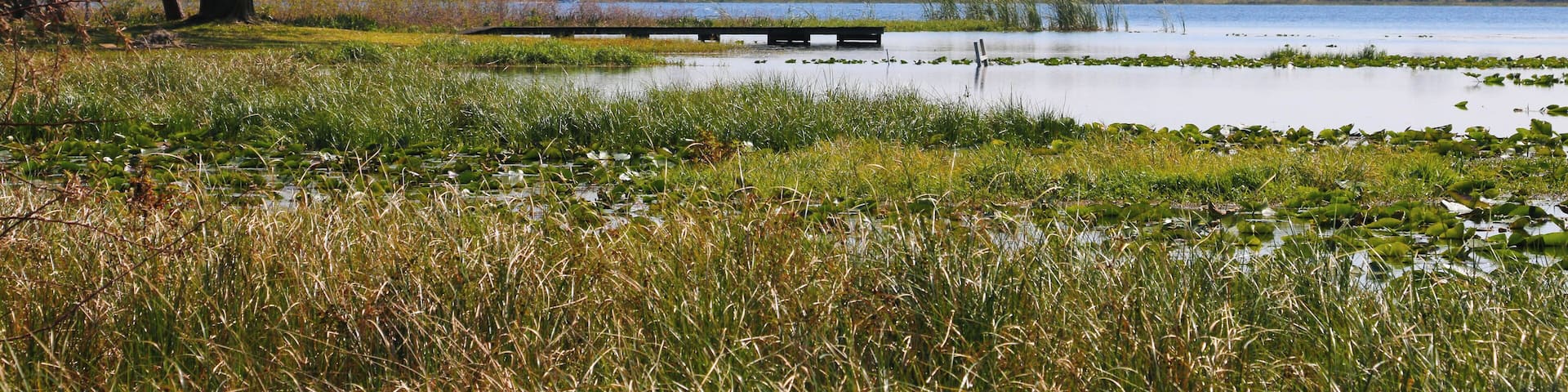 Lake Charlotte, near Sebring, Florida is home to a wide variety of plants and animal life. The lake is home to the Florida alligator.