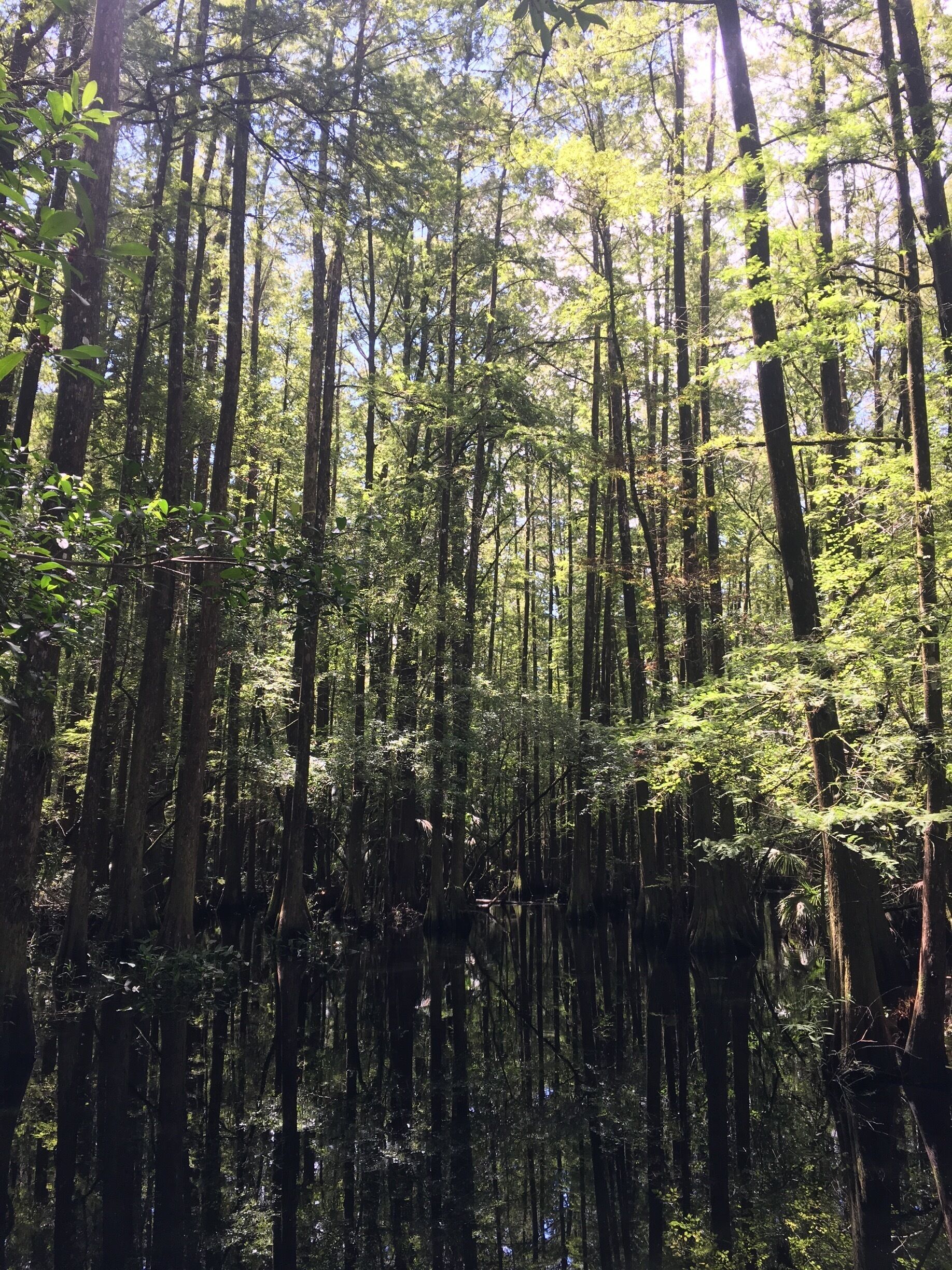 lots of boardwalks through the trees to explore