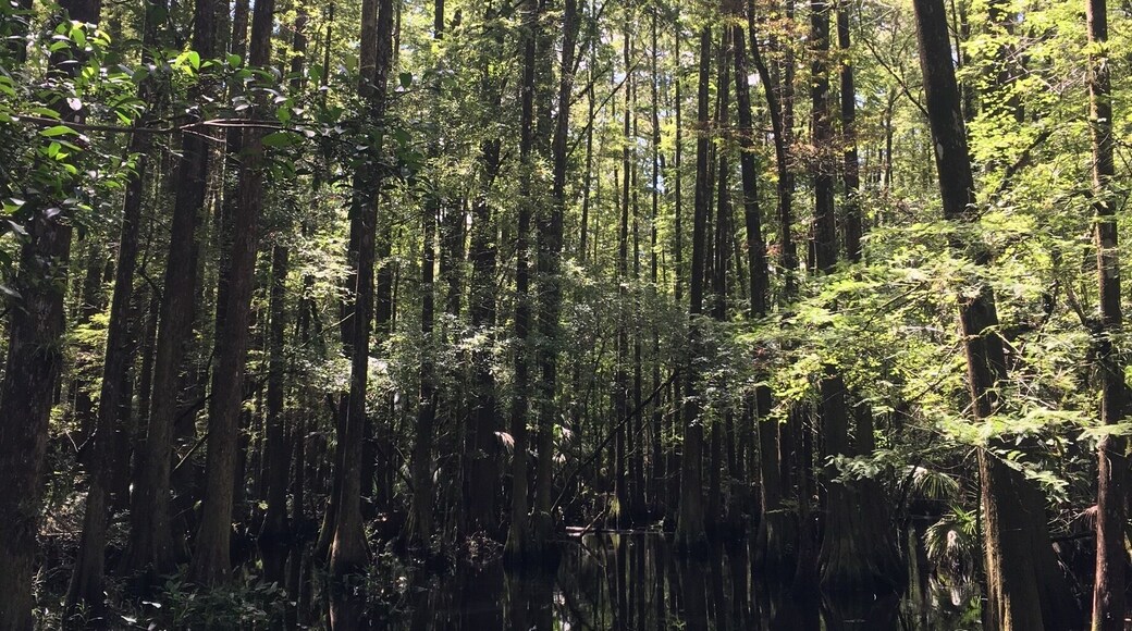 lots of boardwalks through the trees to explore