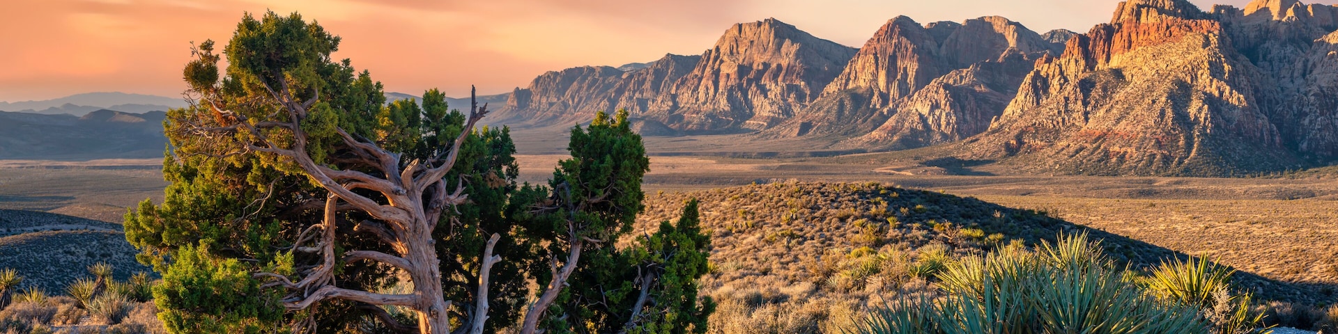 Paisaje desértico con un árbol destacado, vegetación escasa y una cadena montañosa al fondo.