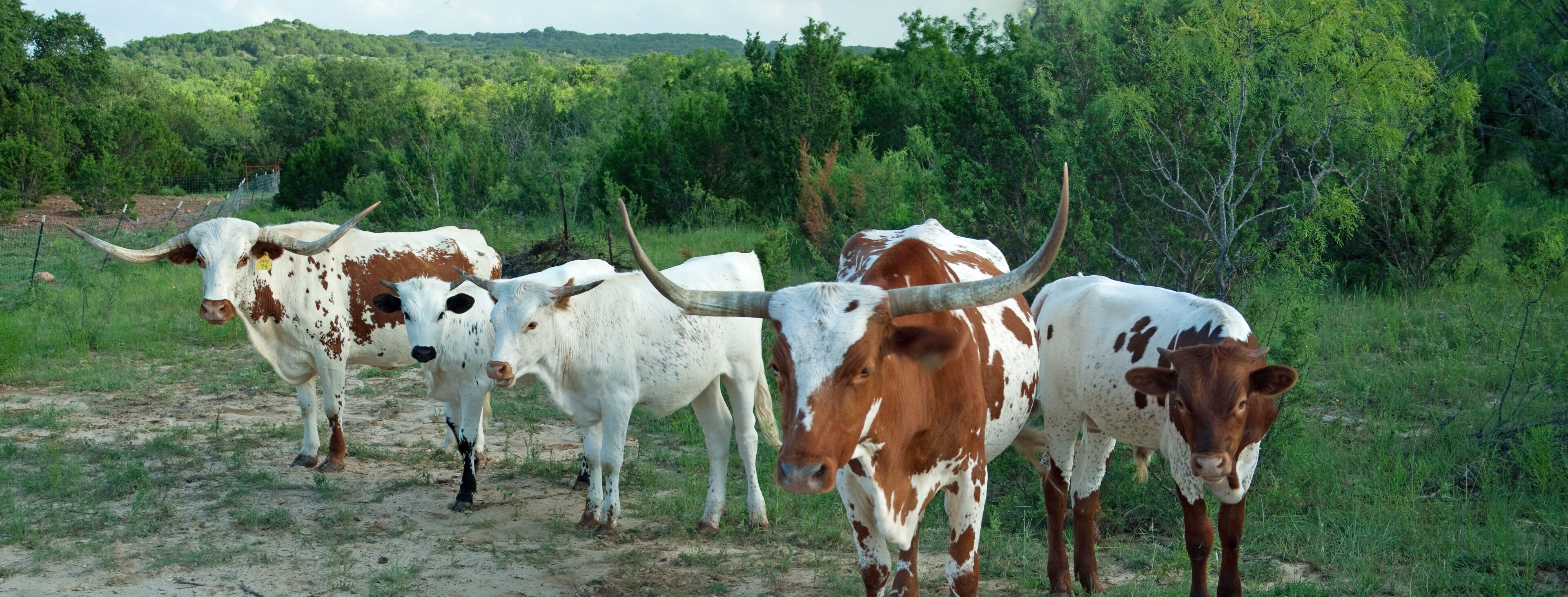 Stephenville Longhorns