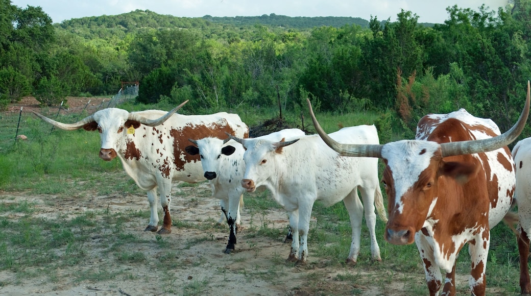 Stephenville Longhorns