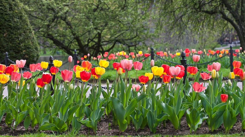 Tulips and walkway in the Boston Public Garden, Boston, Massachusetts, USA
