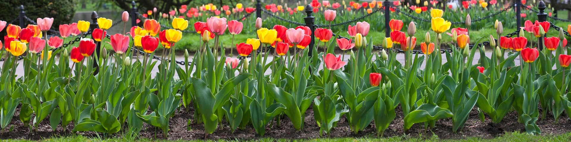 A tulip garden with rows of red, yellow, and pink tulips.