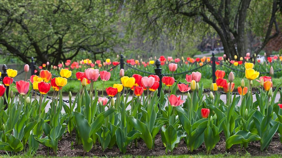 A tulip garden with rows of red, yellow, and pink tulips.