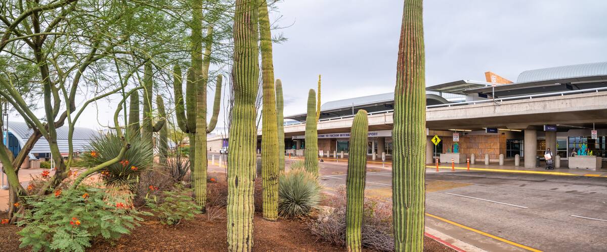 Ein Wüstenpflanzgarten mit hoch aufragenden Kakteen und blühenden Pflanzen, eine Straße mit Zebrastreifen und ein modernes Gebäude mit gewölbter Dachlinie im Hintergrund.