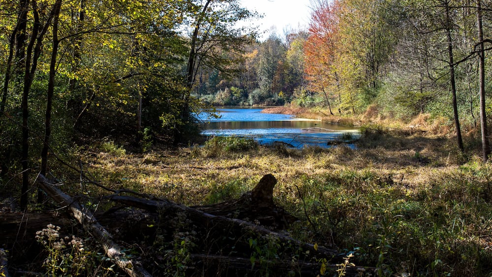 A forested area with a lake surrounded by trees and a fallen log.