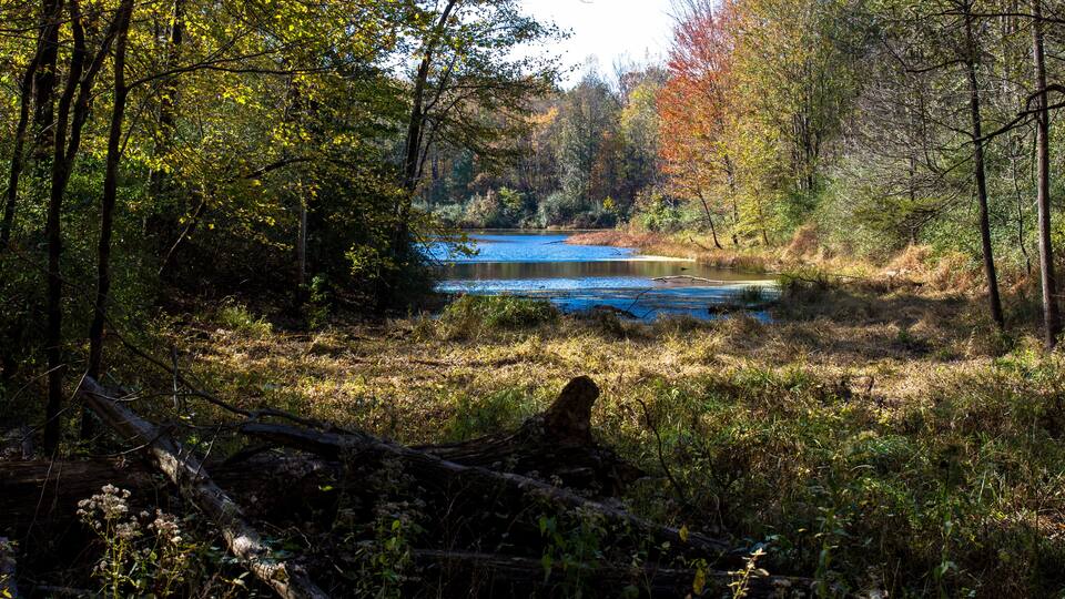 A forested area with a lake surrounded by trees and a fallen log.