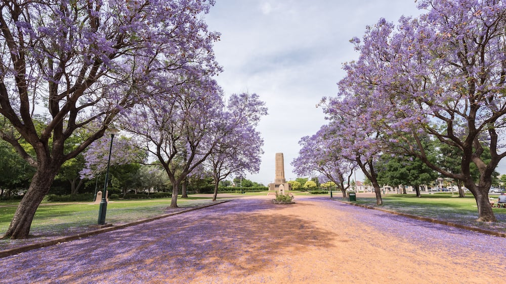 A pathway lined with purple flowering trees leading to a tall monument.