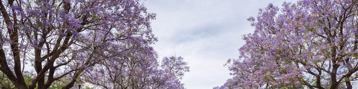 Un sentier bordé d’arbres aux fleurs violettes qui mène à un monument imposant.