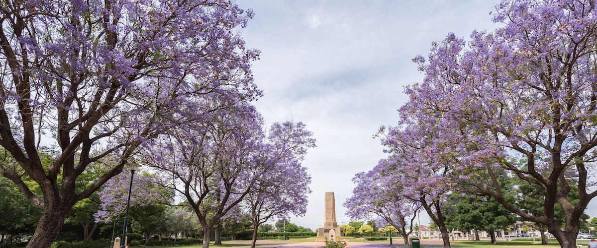 A pathway lined with purple flowering trees leading to a tall monument.