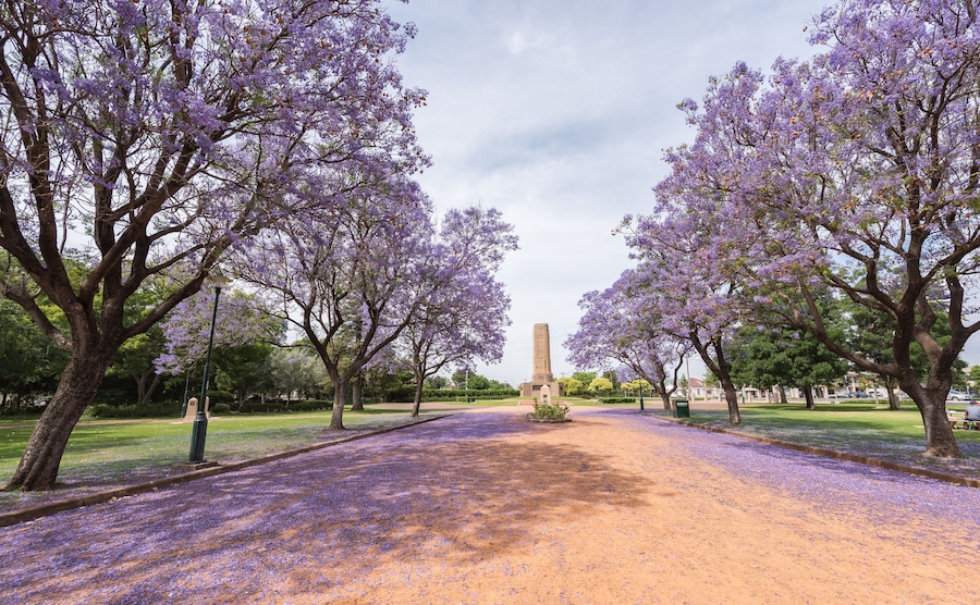 Un sendero bordeado por árboles con flores moradas que conduce a un monumento alto.