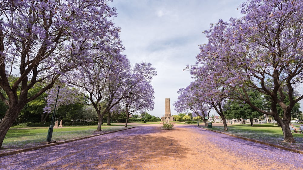 Jacaranda over rural street in Victoria Park, Dubbo, NSW, Australia., Shutterstock ID 528617749, Purchase Order: -