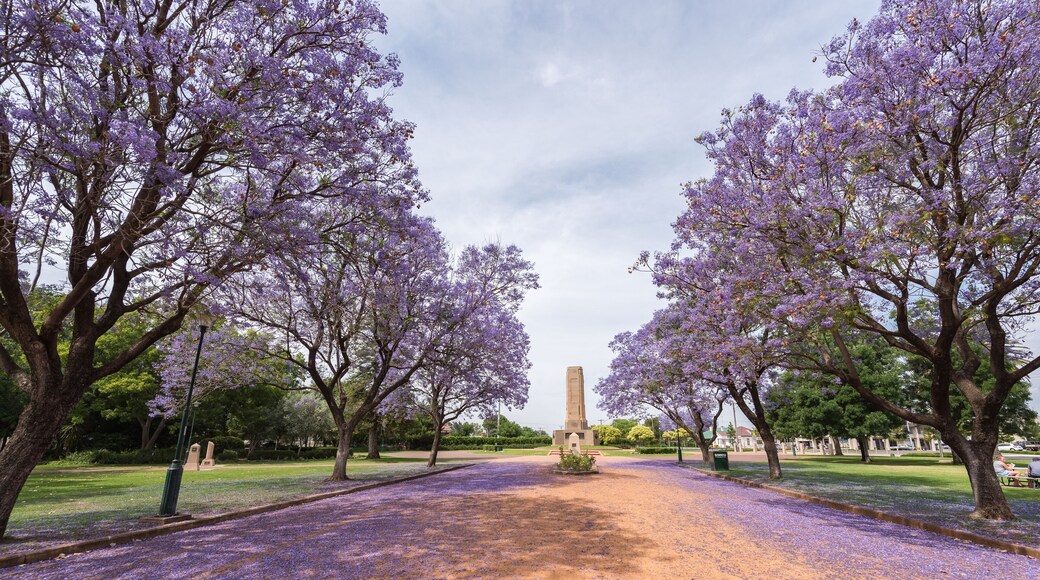 Jacaranda over rural street in Victoria Park, Dubbo, NSW, Australia., Shutterstock ID 528617749, Purchase Order: -
