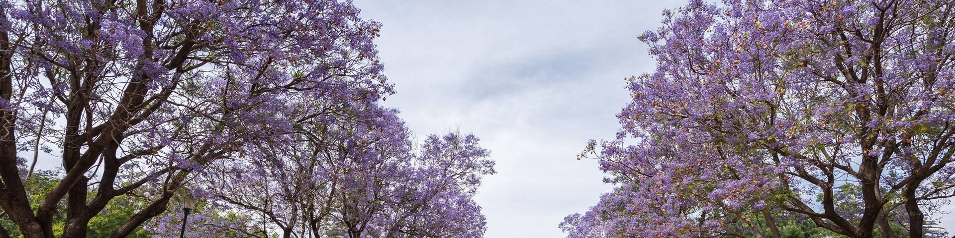 Jacaranda over rural street in Victoria Park, Dubbo, NSW, Australia., Shutterstock ID 528617749, Purchase Order: -