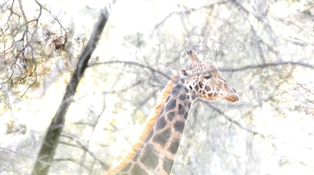 Visiting western NSW? A must visit is Taronga Western Plains Zoo where conservation and breeding programs are on top of the priority list. Where you can walk, cycle or drive around the zoo and visit the wonderful creatures in substantial habitats. You can even stay on the “Savannah” overnight and go to sleep listening to the sounds of “Africa” and wake to a hearty breakfast a a sunrise tour around the zoo. #nature #zoo #australia #taronga #giraffe #sunrise #roadtrip