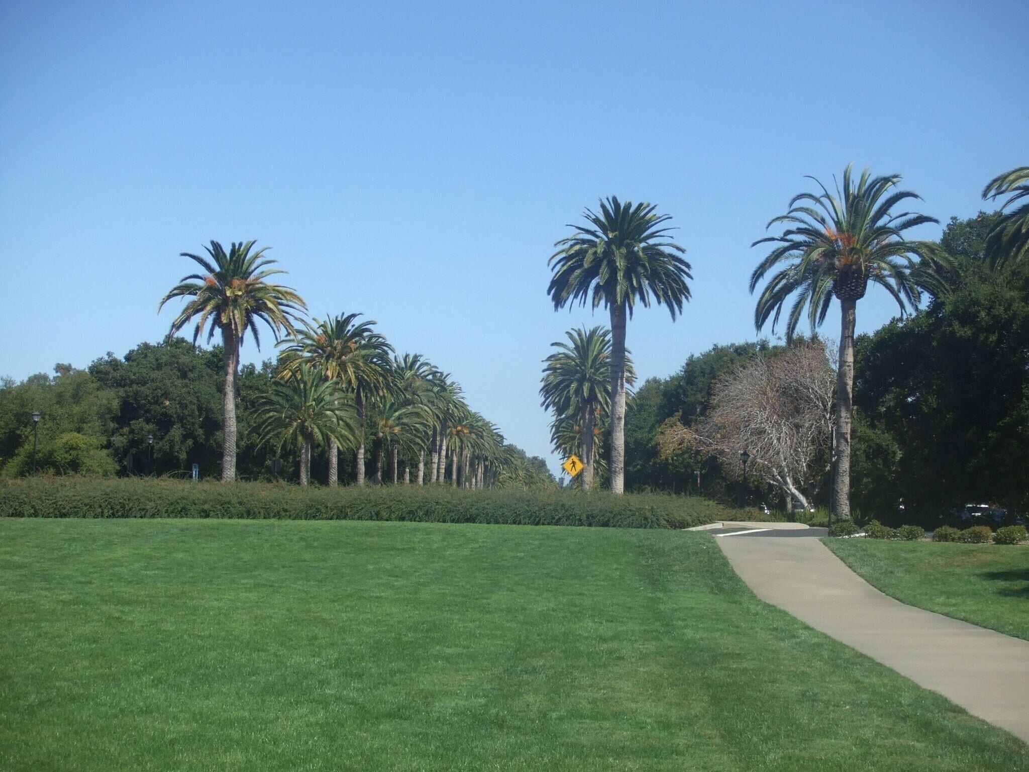 Endless #green at Stanford University - visited this beautiful place for the purpose of my stepsister's registration of her postgraduate studies. #LifeAtExpedia