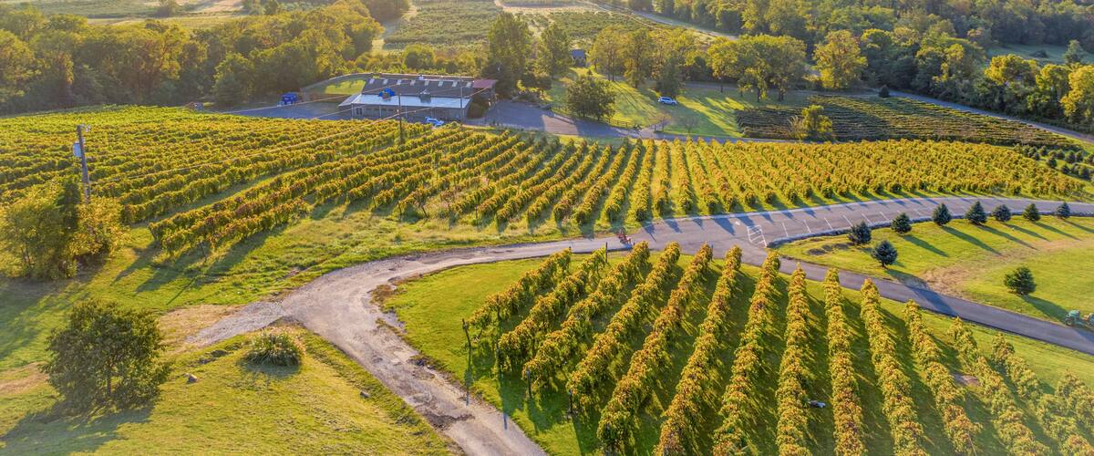 An aerial view of a vineyard with rows of grapevines, a road, and a building in the distance.