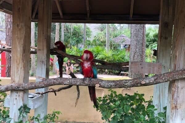 A wooden structure with a red bird perched on a branch.