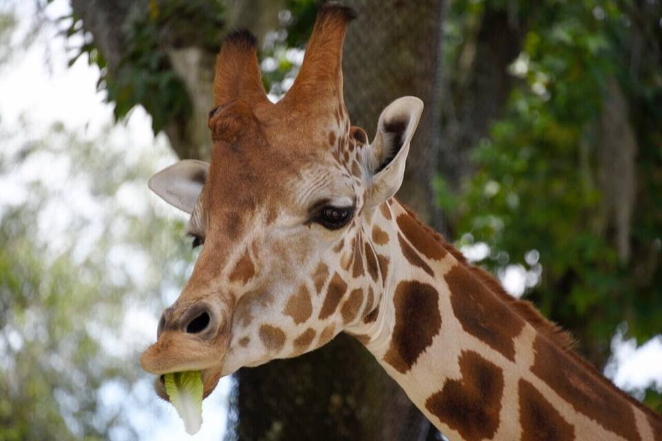 A giraffe with brown and white spots, eating leaves from a tree.